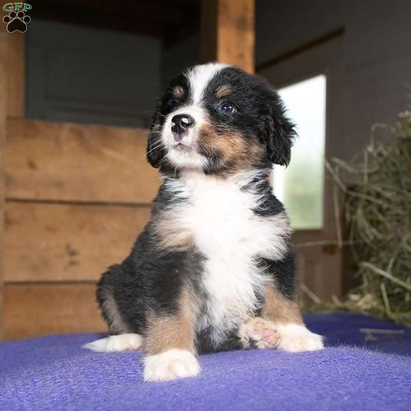 Chip, Bernedoodle Puppy